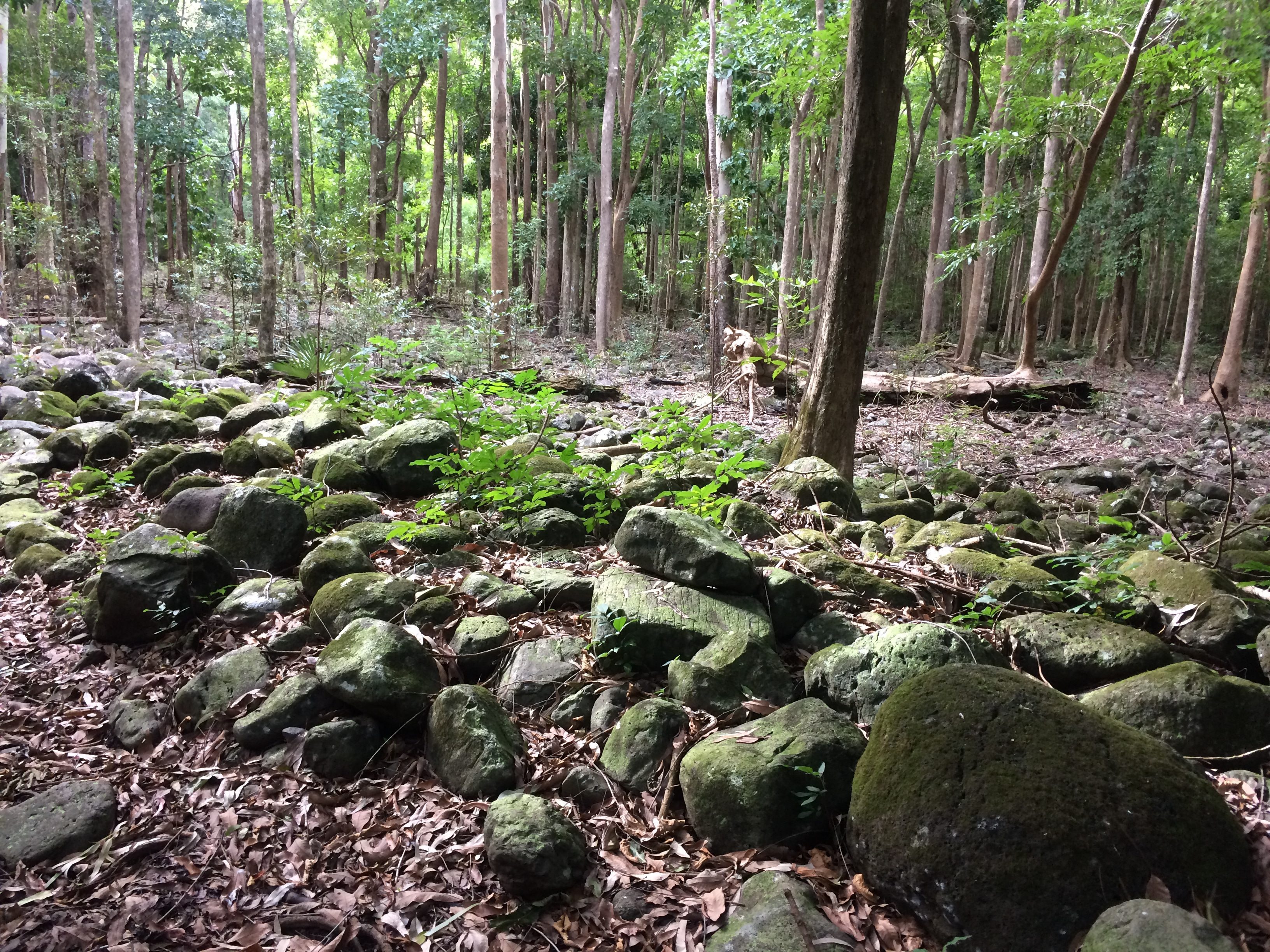 foret black river national park