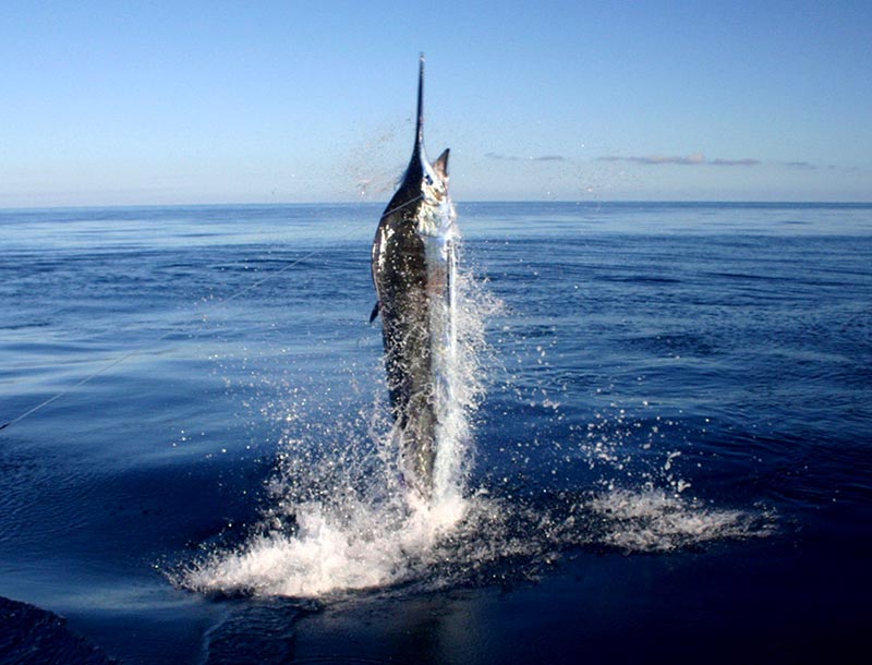 peche-au-gros-ile-maurice